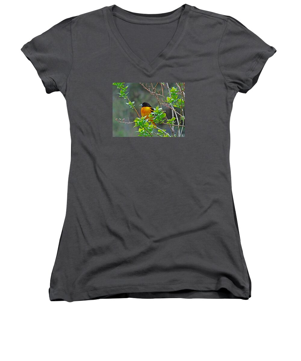 Oriole Women's V-Neck featuring the photograph Oriole on the Lilac by Larry Capra