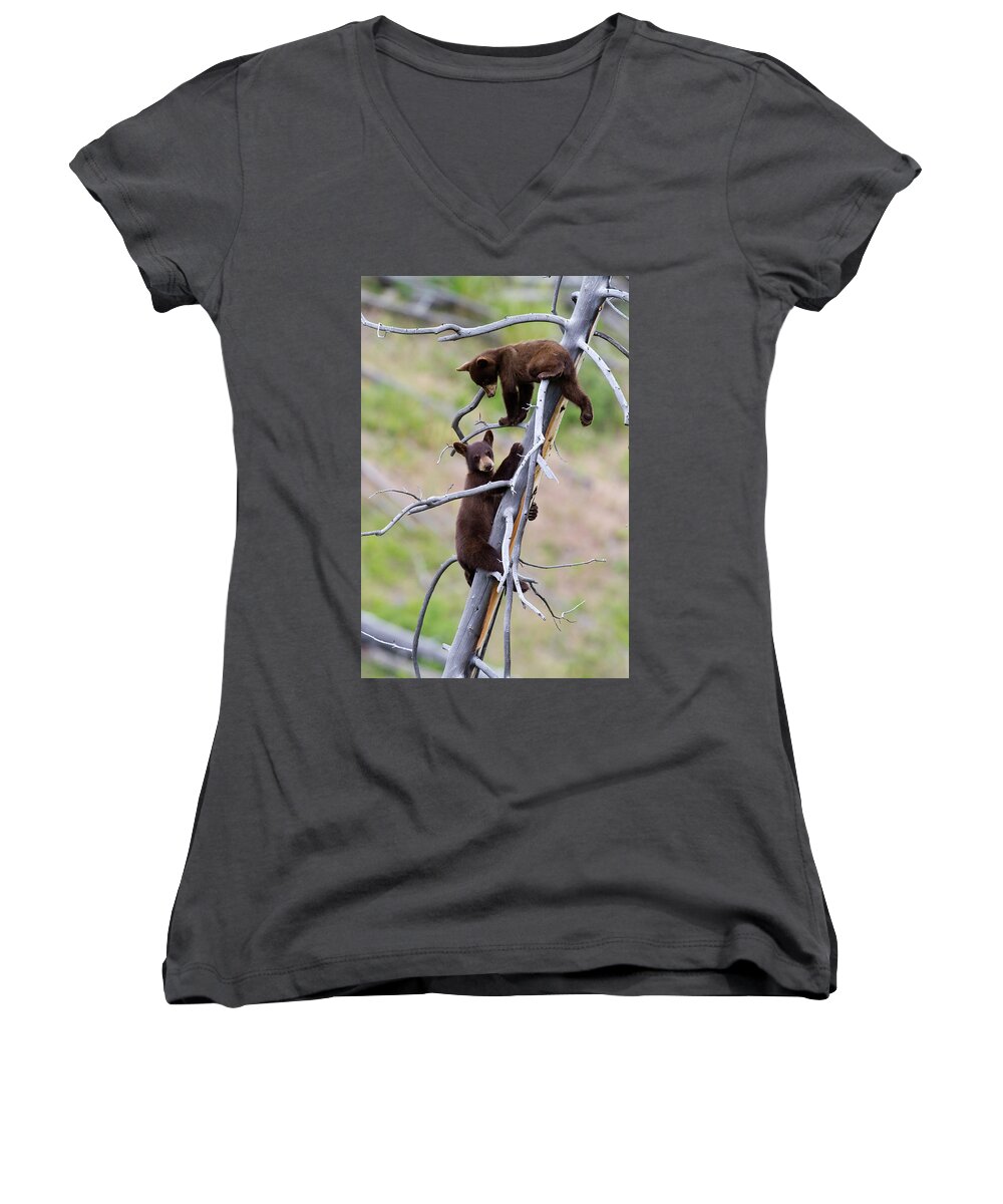 Bear Women's V-Neck featuring the photograph Pair of Bear Cubs in a Tree by Mark Miller