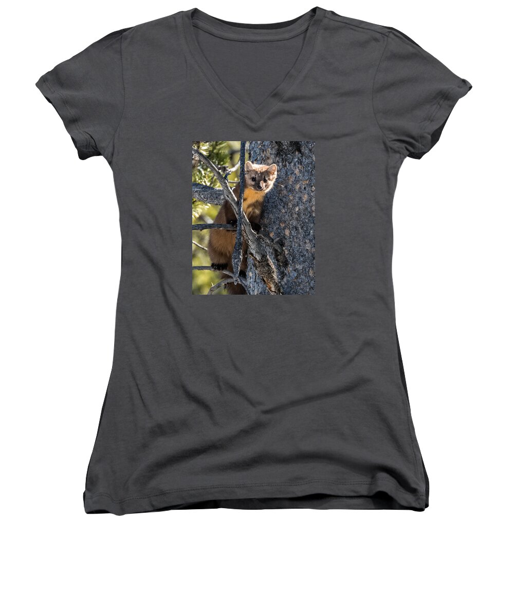 Pine Marten Women's V-Neck featuring the photograph Pine Marten In Grand Teton National Park by Yeates Photography