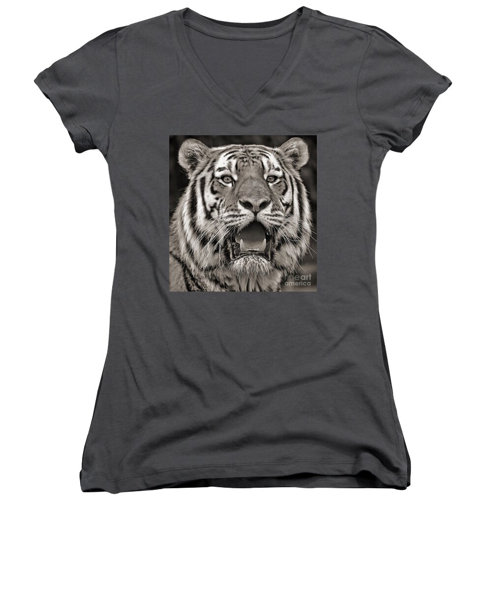 Portrait Of A Tiger Fade To Black Women's V-Neck featuring the photograph Portrait of a Big Cat III by Jim Fitzpatrick