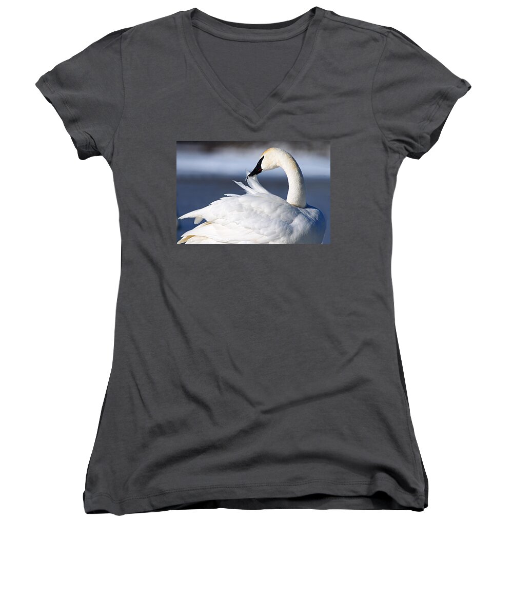 Trumpeter Swan Women's V-Neck featuring the photograph Preening by Larry Ricker