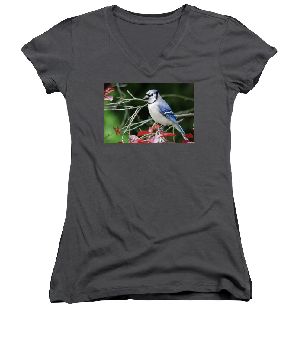 Birds Women's V-Neck featuring the photograph Pretty Blue Jay by Trina Ansel