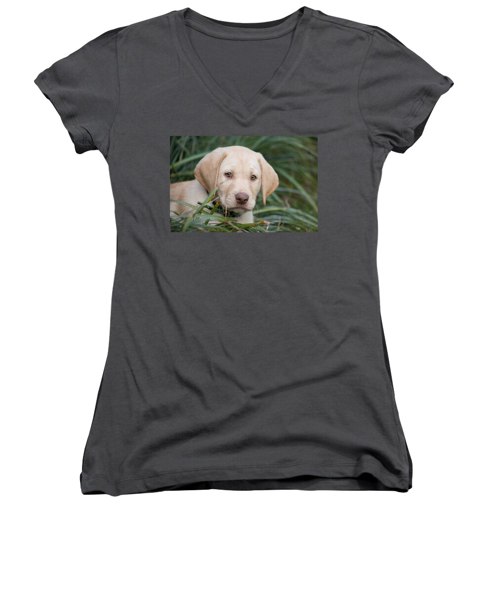 Puppy Women's V-Neck featuring the photograph Puppy Love by Jessica Brown