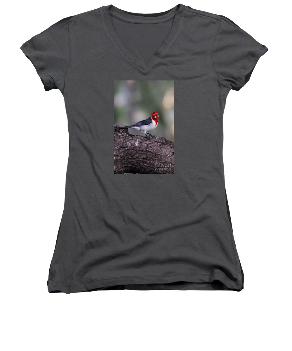 Bird Women's V-Neck featuring the photograph Red Crested Posing by Jennifer Robin