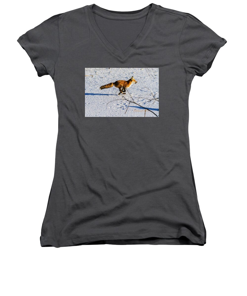 Fox Women's V-Neck featuring the photograph Red Fox On The Run by Ed Peterson