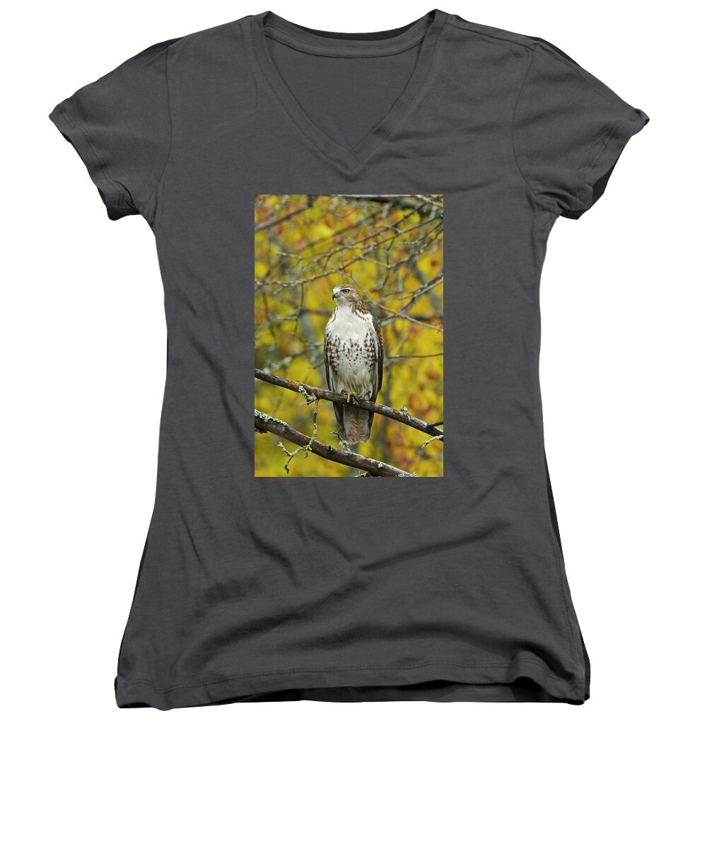 Red Women's V-Neck featuring the photograph Red Tail Hawk 9888 by Michael Peychich