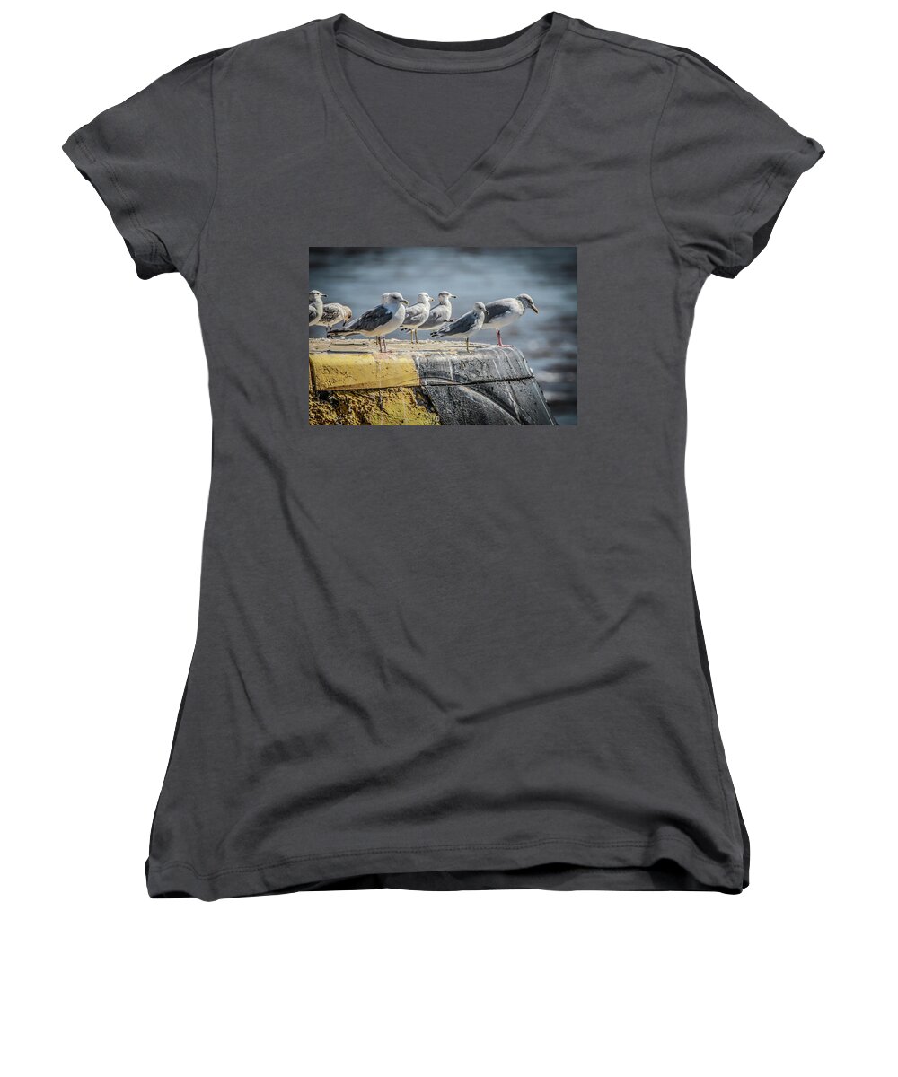 Ring Billed Gulls Women's V-Neck featuring the photograph Ring Billed Gulls by Ray Congrove