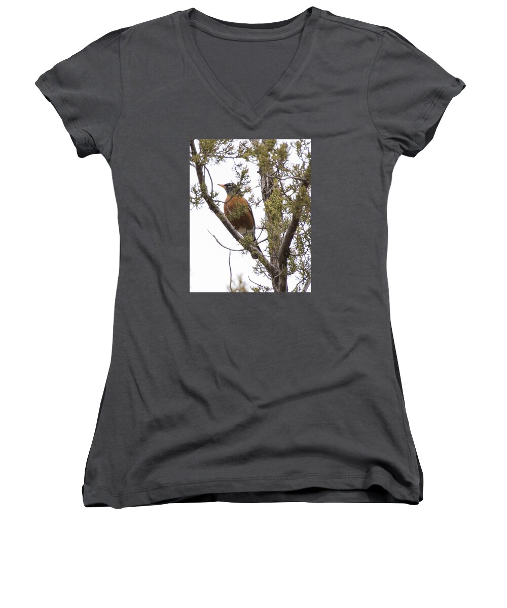 Robin Women's V-Neck featuring the photograph Robin on the Lookout by Laura Pratt