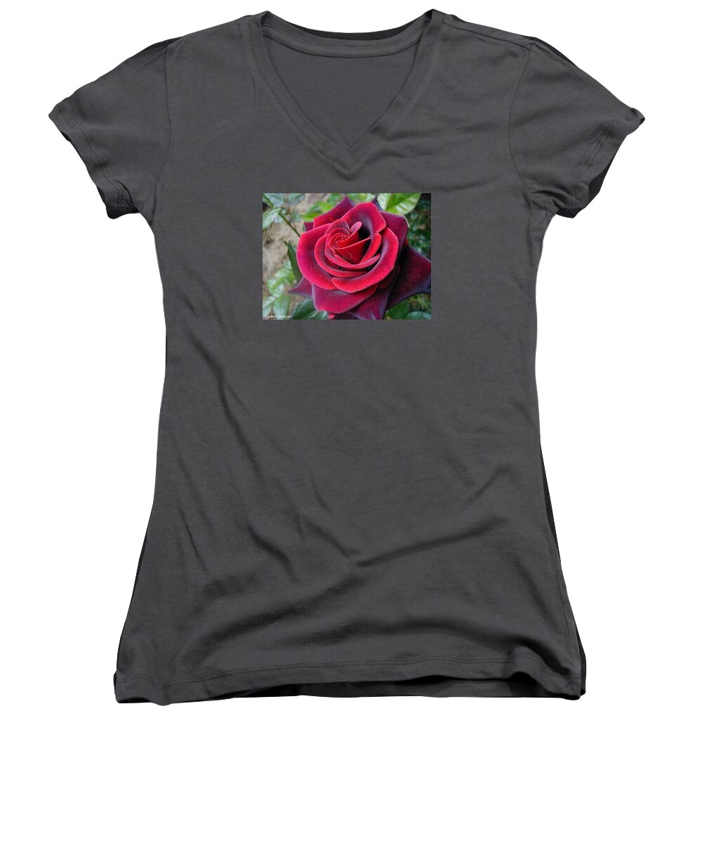 Flower Women's V-Neck featuring the photograph Rose by Nayoma Norhager