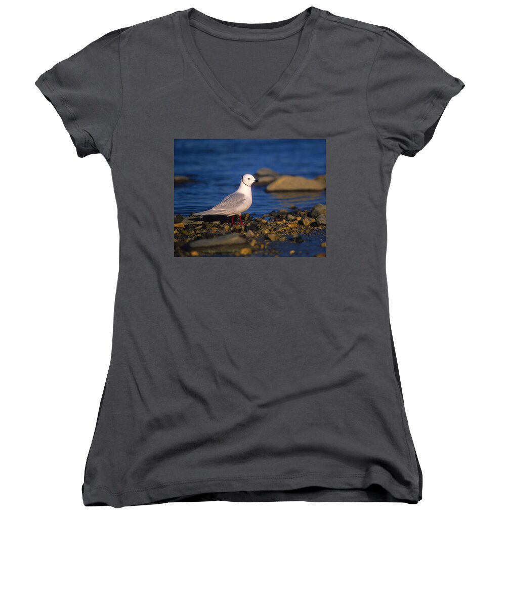Ross's Gull Women's V-Neck featuring the photograph Ross's Gull by Tony Beck