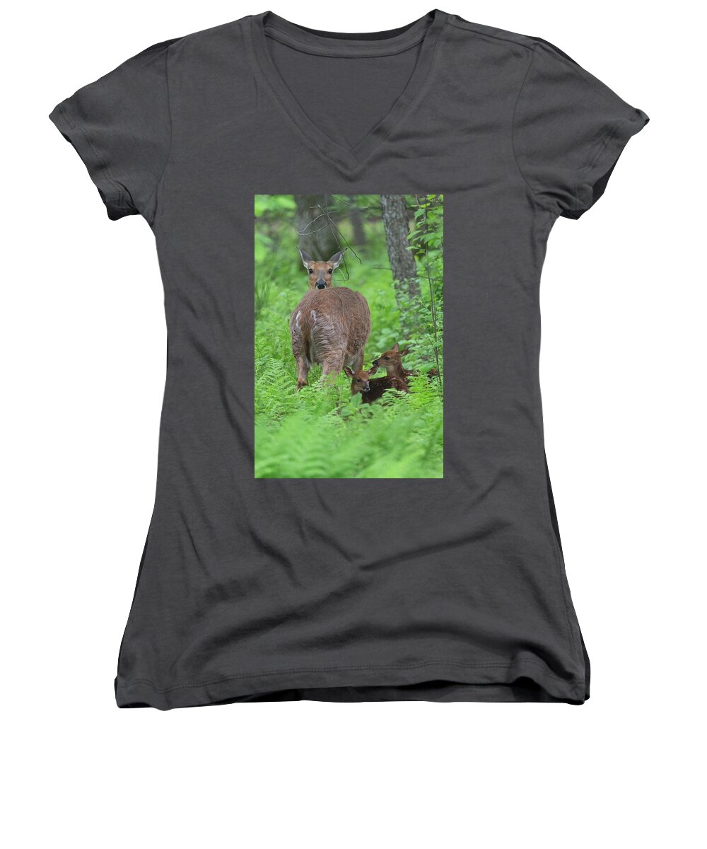 Deer Women's V-Neck featuring the photograph Spring Fawns by Nancy Dunivin