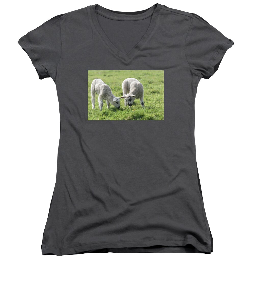 Spring Women's V-Neck featuring the photograph Spring Lambs by Scott Carruthers