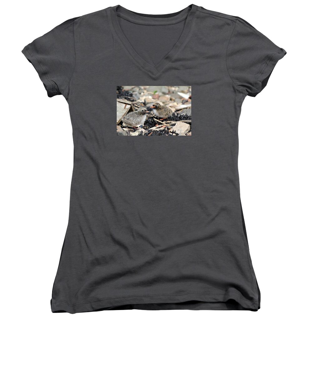Tern Women's V-Neck featuring the photograph Tern Chicks by David Grant