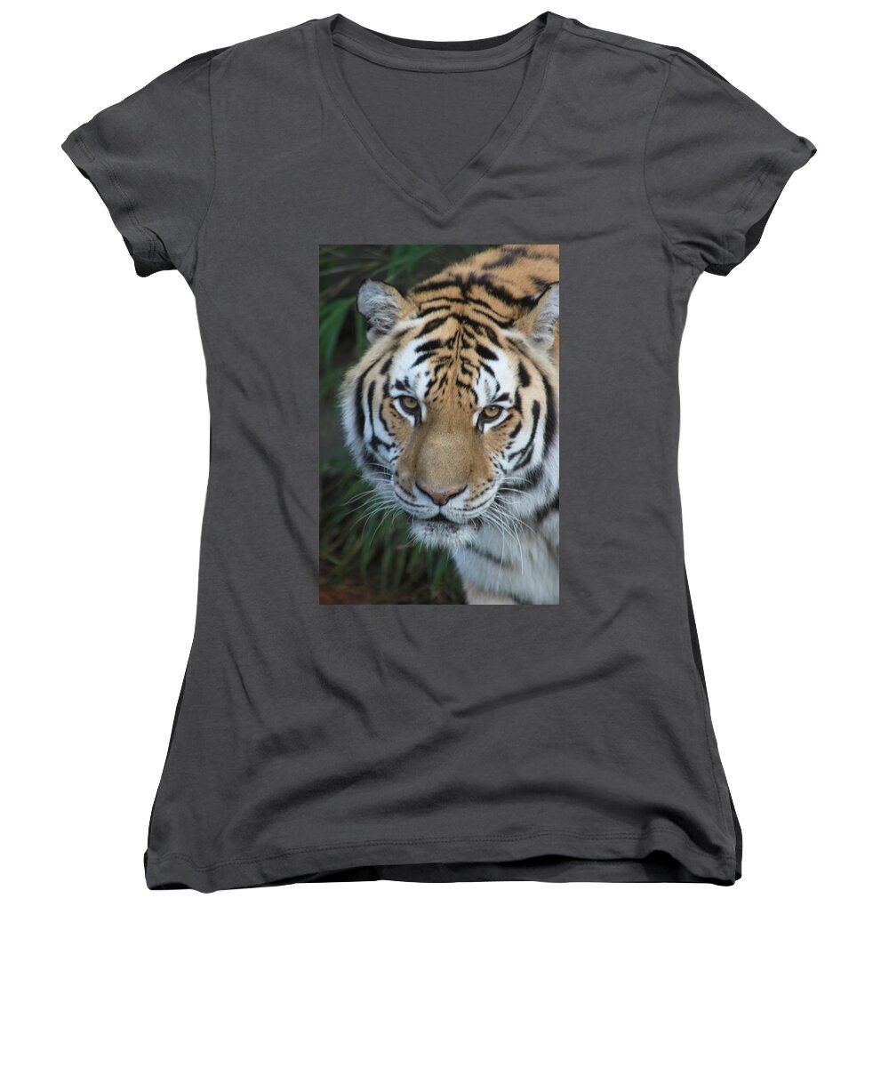 Tiger Women's V-Neck featuring the photograph The Hunter by Laddie Halupa