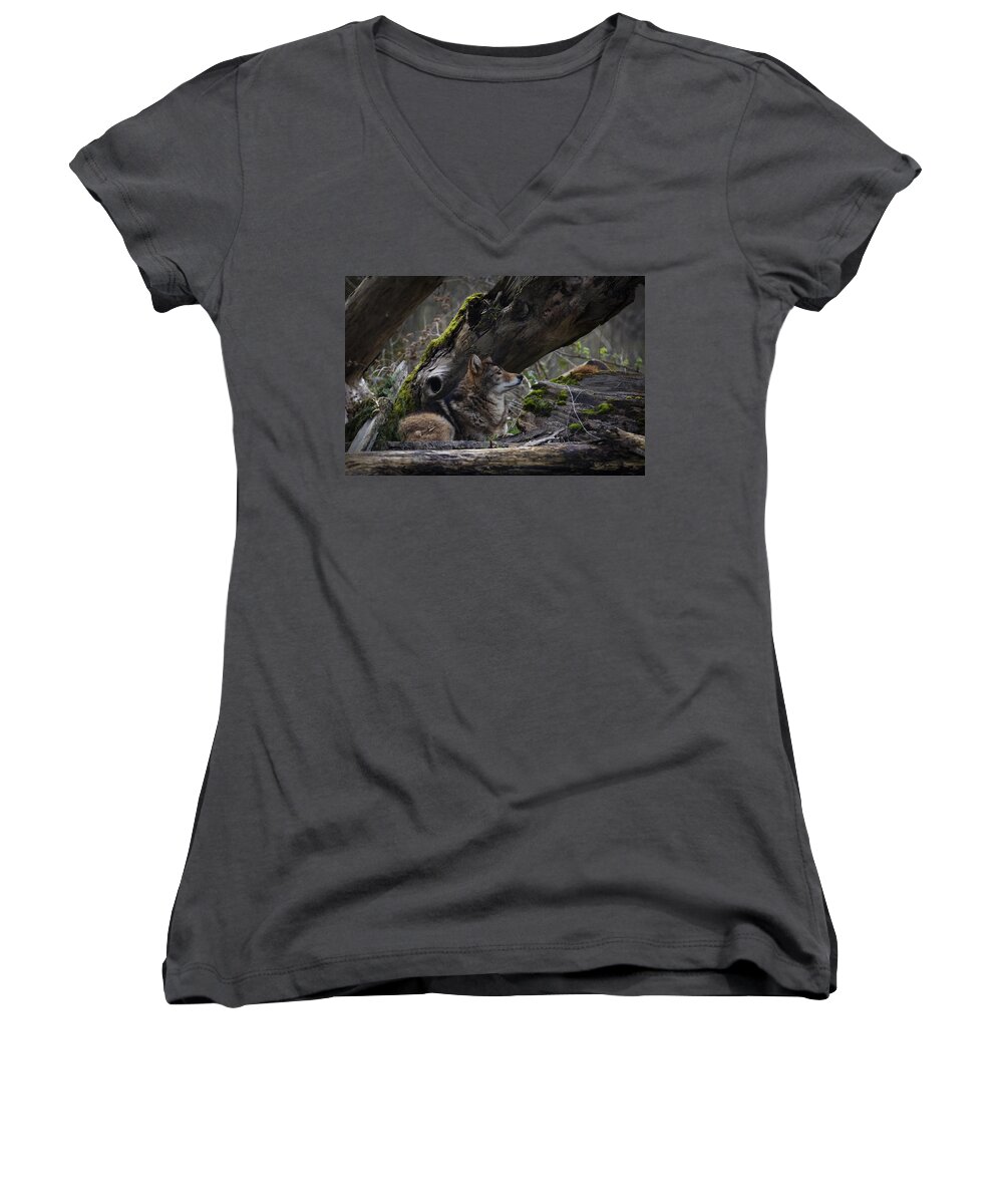 Timber Wolf Women's V-Neck featuring the photograph Timber Wolf by Randy Hall