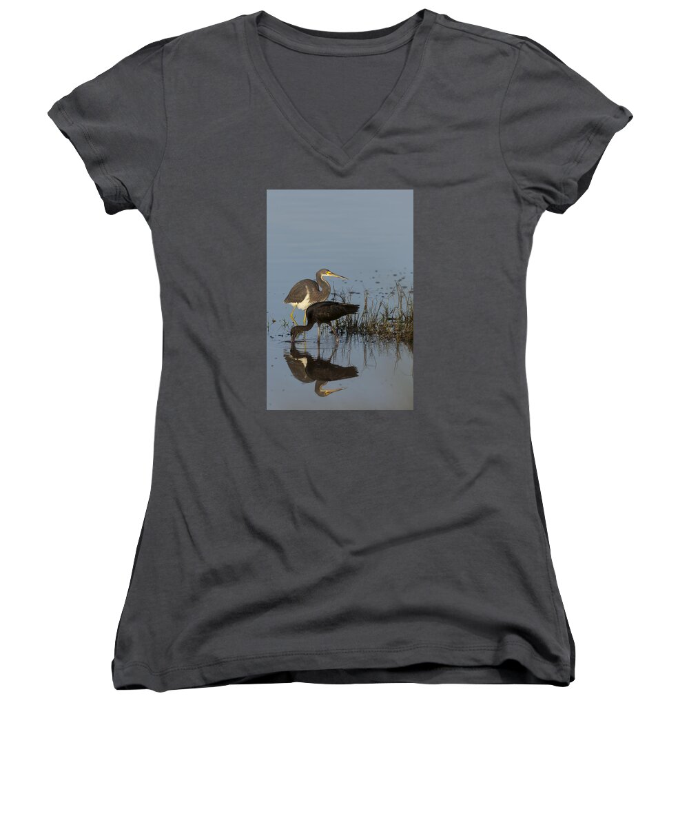 Tri-colored Women's V-Neck featuring the photograph Tri-Colored Heron and Glossy Ibis by David Watkins