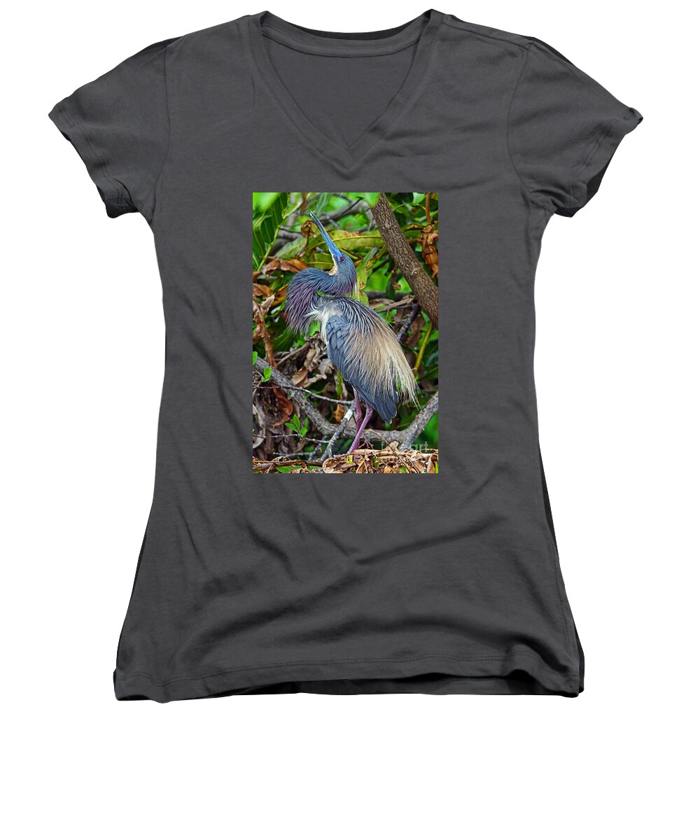 Bird Women's V-Neck featuring the photograph Tricolor Breeding Display by Larry Nieland