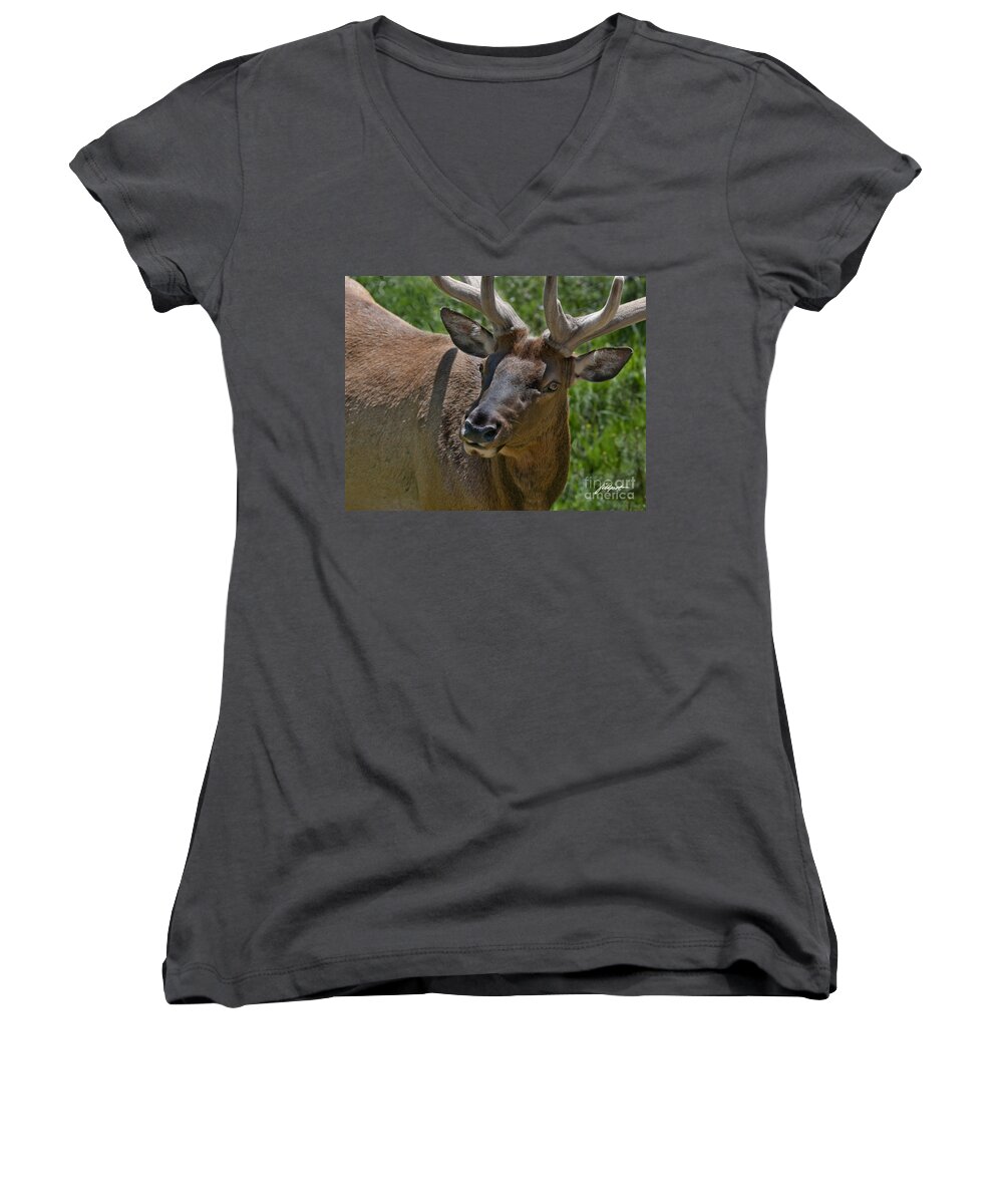 Bull Elk In Velvet Women's V-Neck featuring the photograph UP Close by Bon and Jim Fillpot