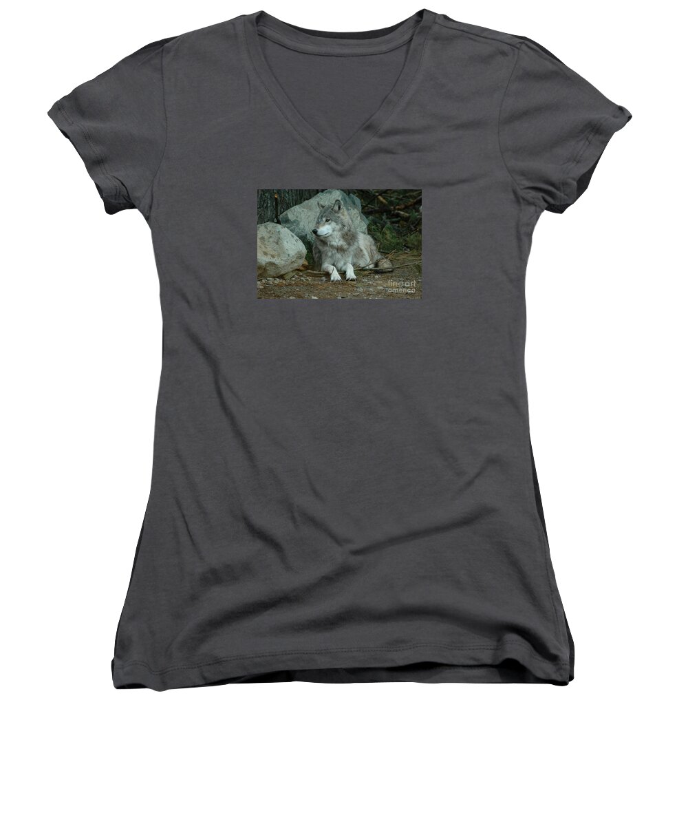 Timber Wolf Women's V-Neck featuring the photograph Watchful Wolf by Sandra Updyke