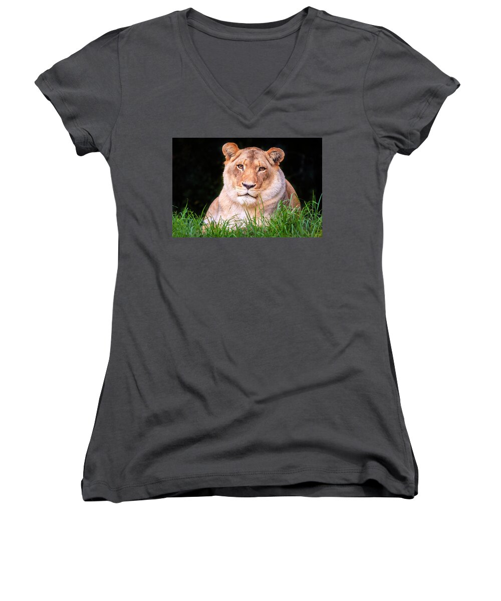 Jukani Women's V-Neck featuring the photograph White lion by Alexey Stiop