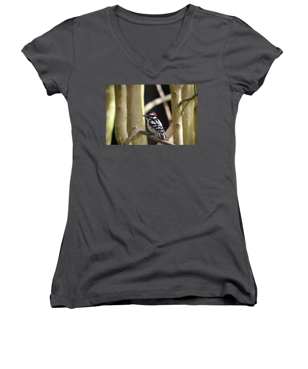Birds Women's V-Neck featuring the photograph Downy Woodpecker by Trina Ansel