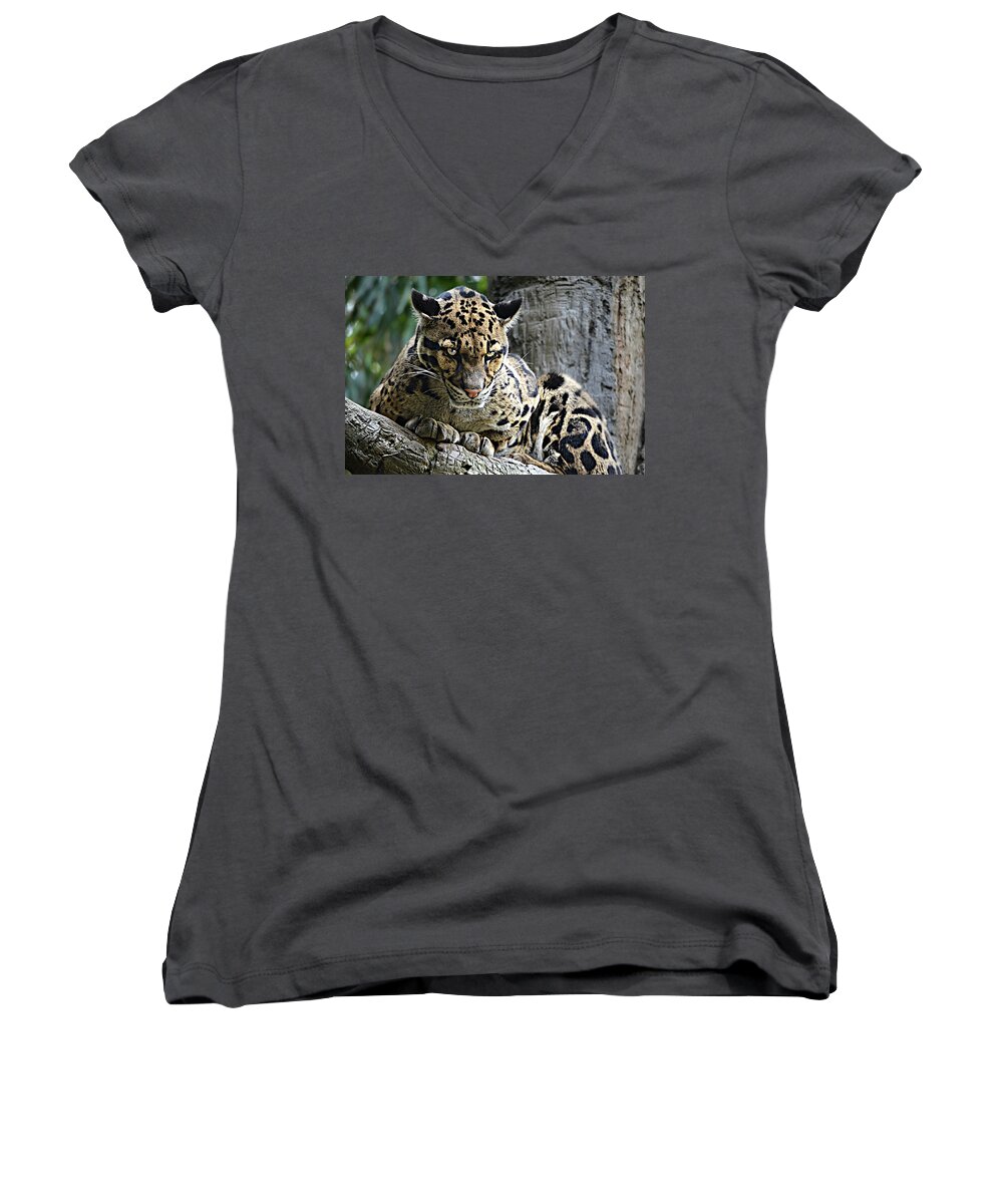 Clouded Leopard Women's V-Neck featuring the photograph Y u No Haz Cheezbrgr by Ally White
