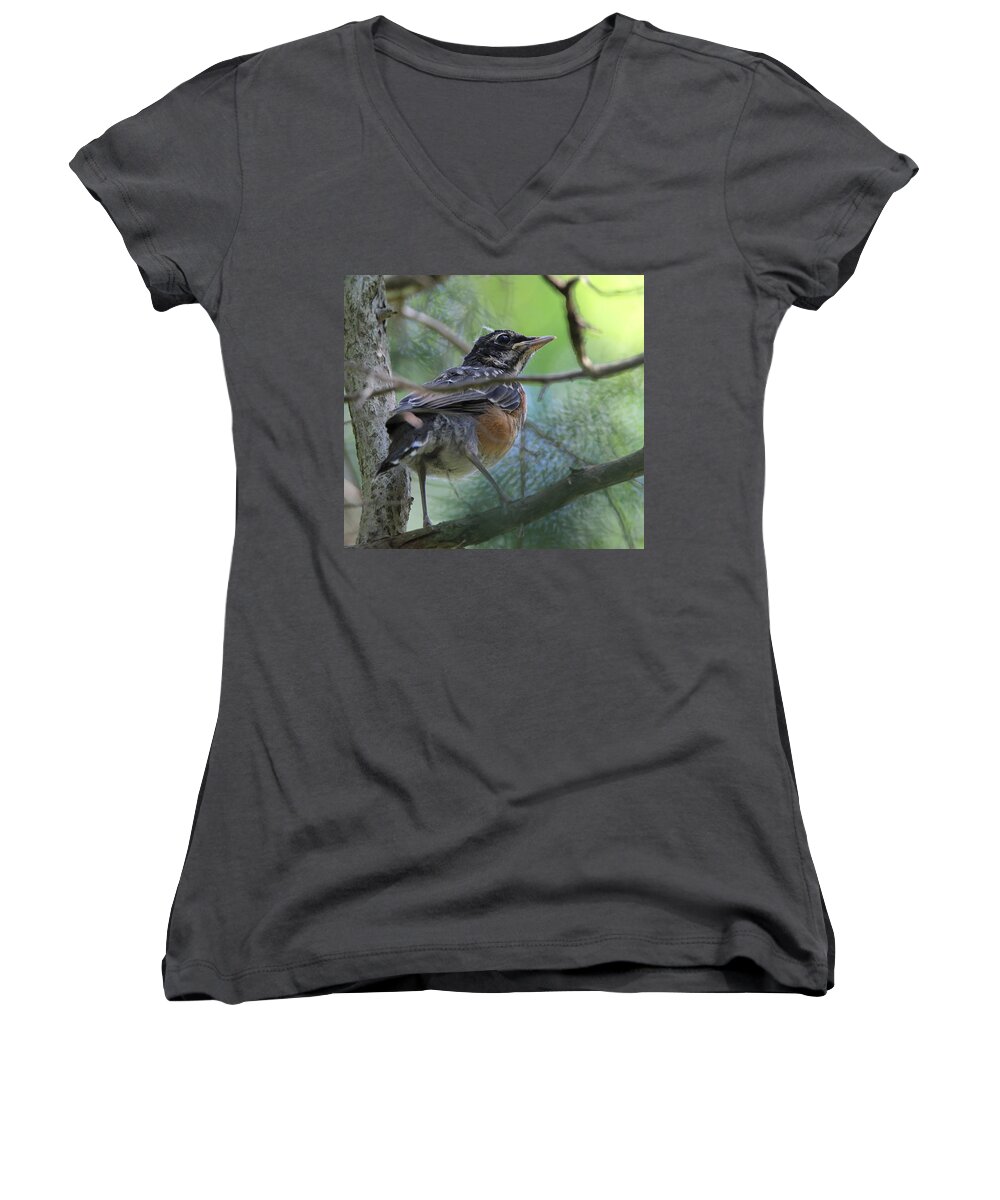 American Robin Women's V-Neck featuring the photograph Young American Robin Setauket New York by Bob Savage