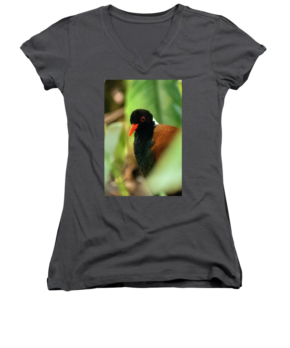 Brown Women's V-Neck featuring the photograph White Naped Pheasant Pigeon #1 by Kuni Photography