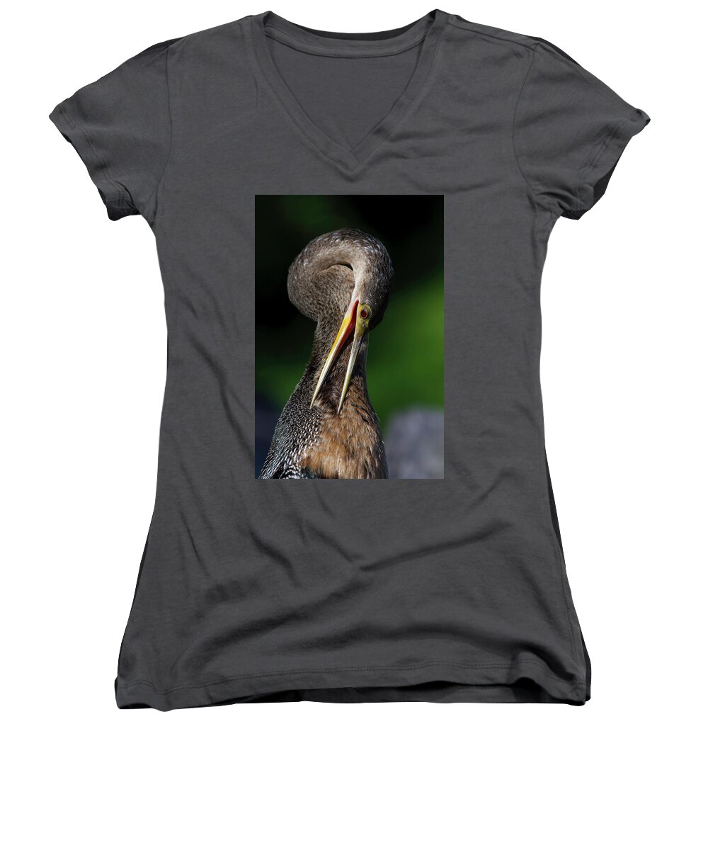 Anhinga Trail Women's V-Neck featuring the photograph Anhinga combing Feathers by Donald Brown