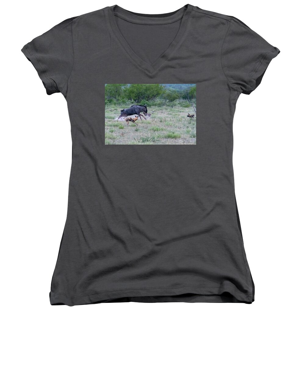 African Wild Dog Women's V-Neck featuring the photograph At Bay by Mark Hunter