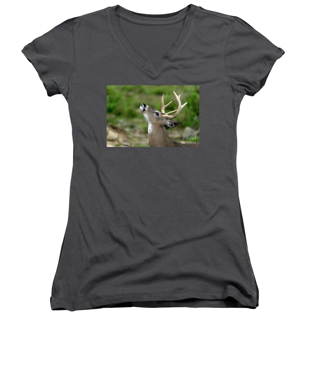 Deer Women's V-Neck featuring the photograph Call to the wild by Sam Rino