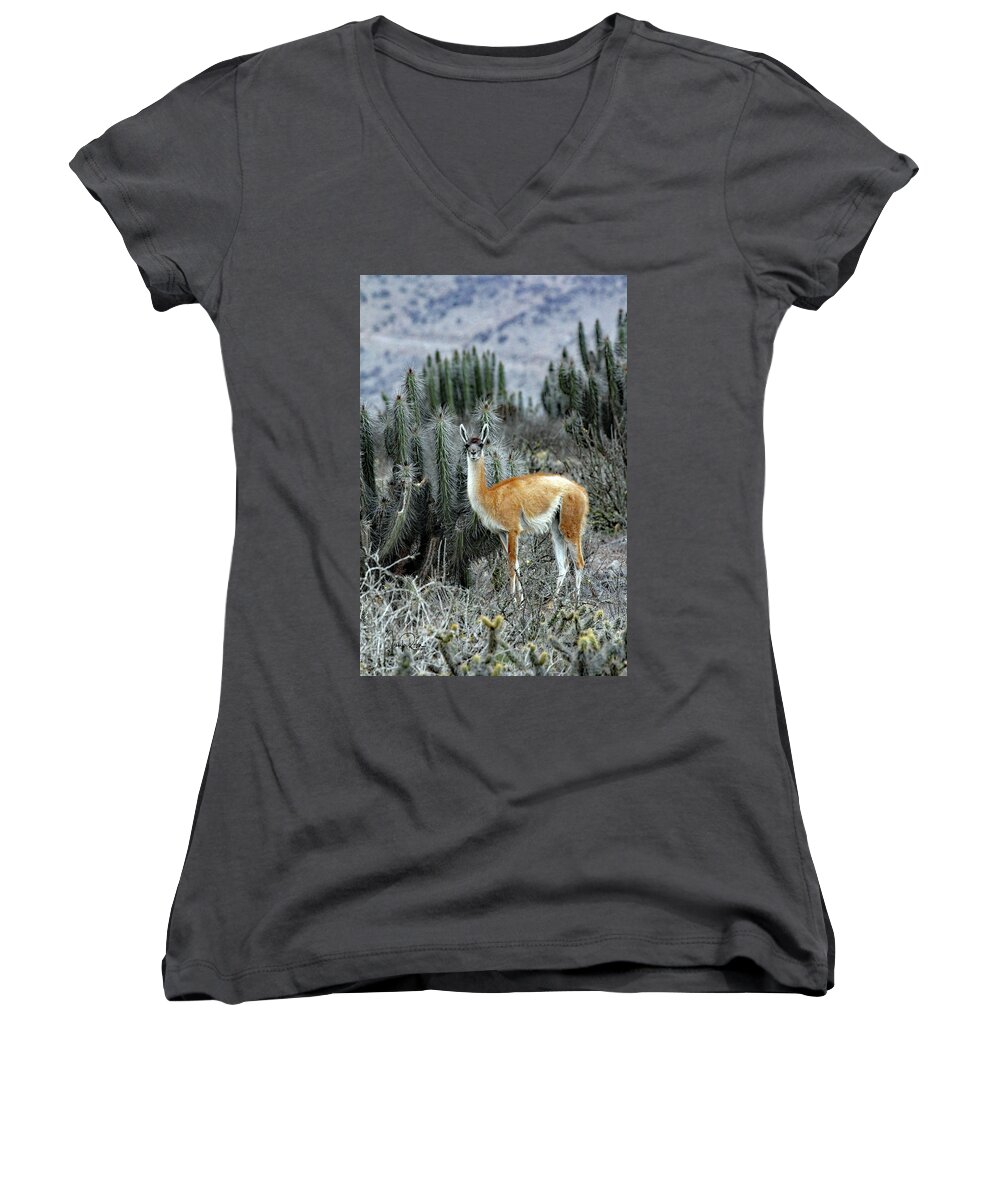 Guanaco Women's V-Neck featuring the photograph In A Cactus Field by Jennifer Robin