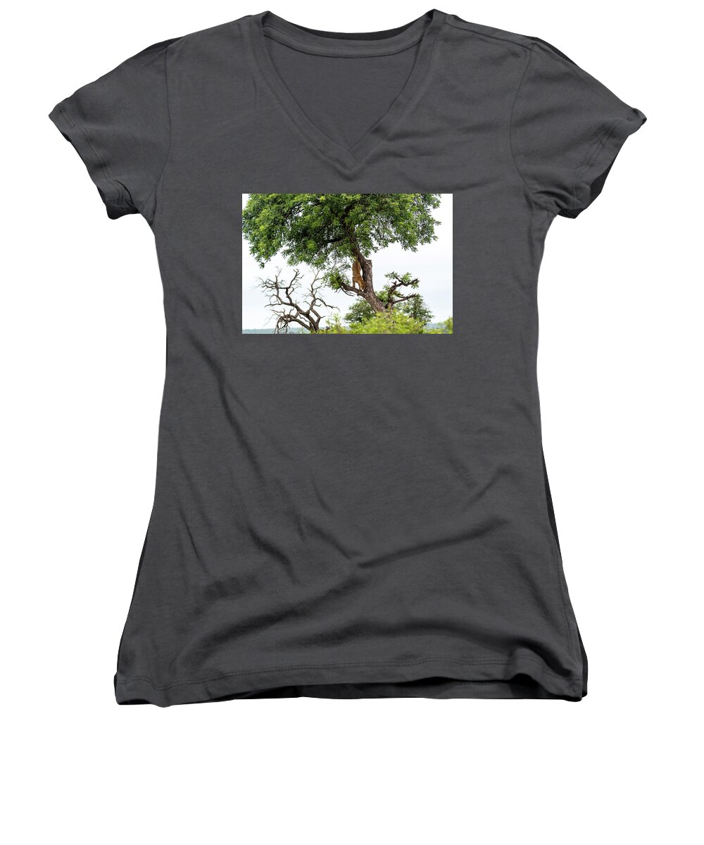 Leopard Women's V-Neck featuring the photograph Leopard Descending a Tree by Mark Hunter