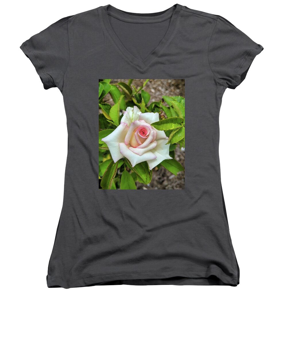 Flower Women's V-Neck featuring the photograph Pale Rose by Portia Olaughlin
