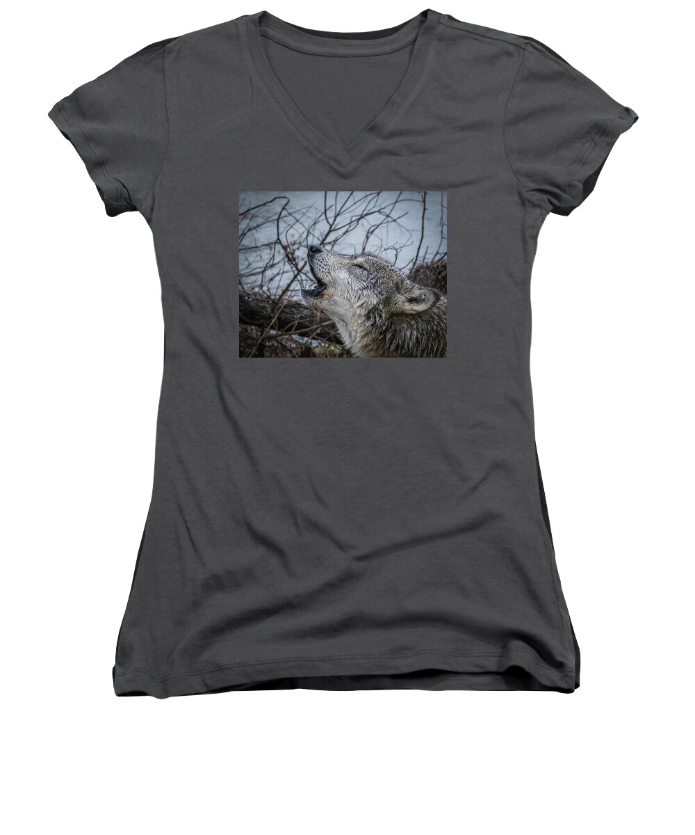 Wolf Wolves Howling Women's V-Neck featuring the photograph Singing the Song of My People by Laura Hedien