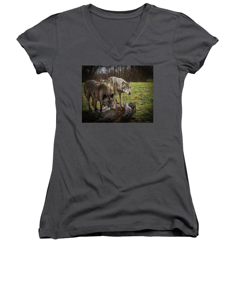 Black Wolf Wolves Women's V-Neck featuring the photograph Sort of Twins by Laura Hedien