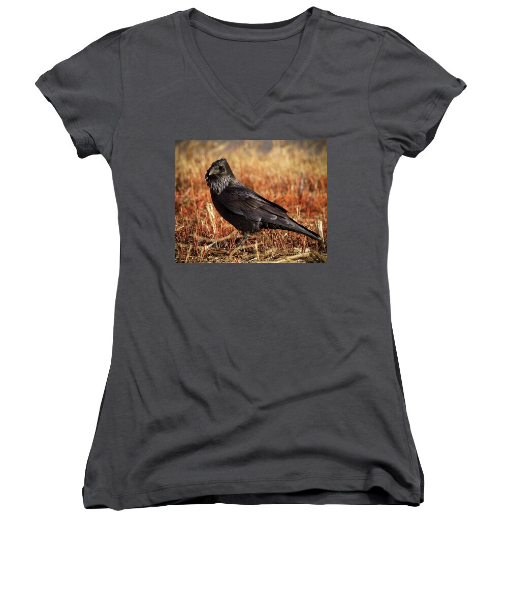 Corvidae Women's V-Neck featuring the photograph Watchful Raven by Jean Noren