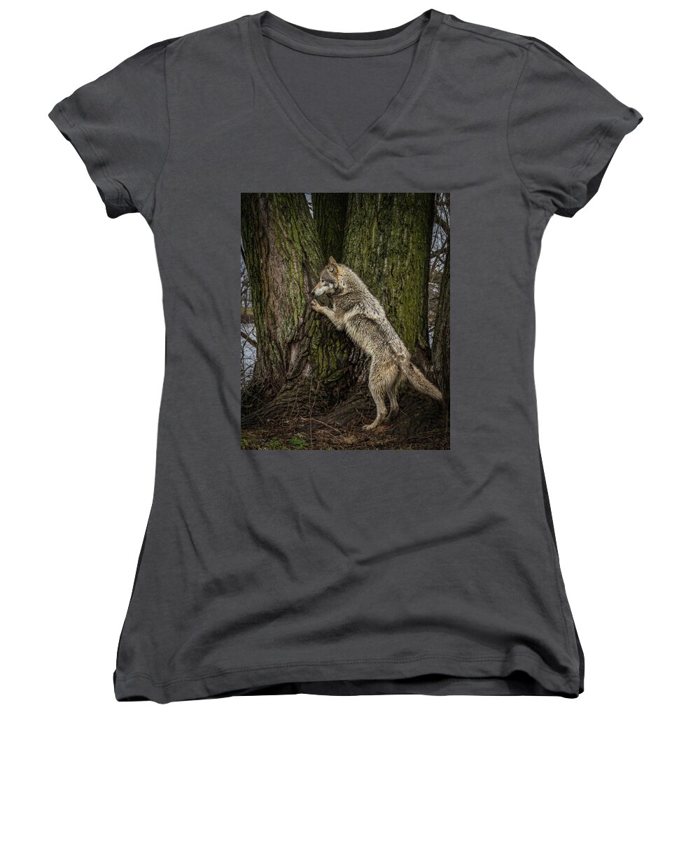 Wolf Wolves Women's V-Neck featuring the photograph What's in There by Laura Hedien