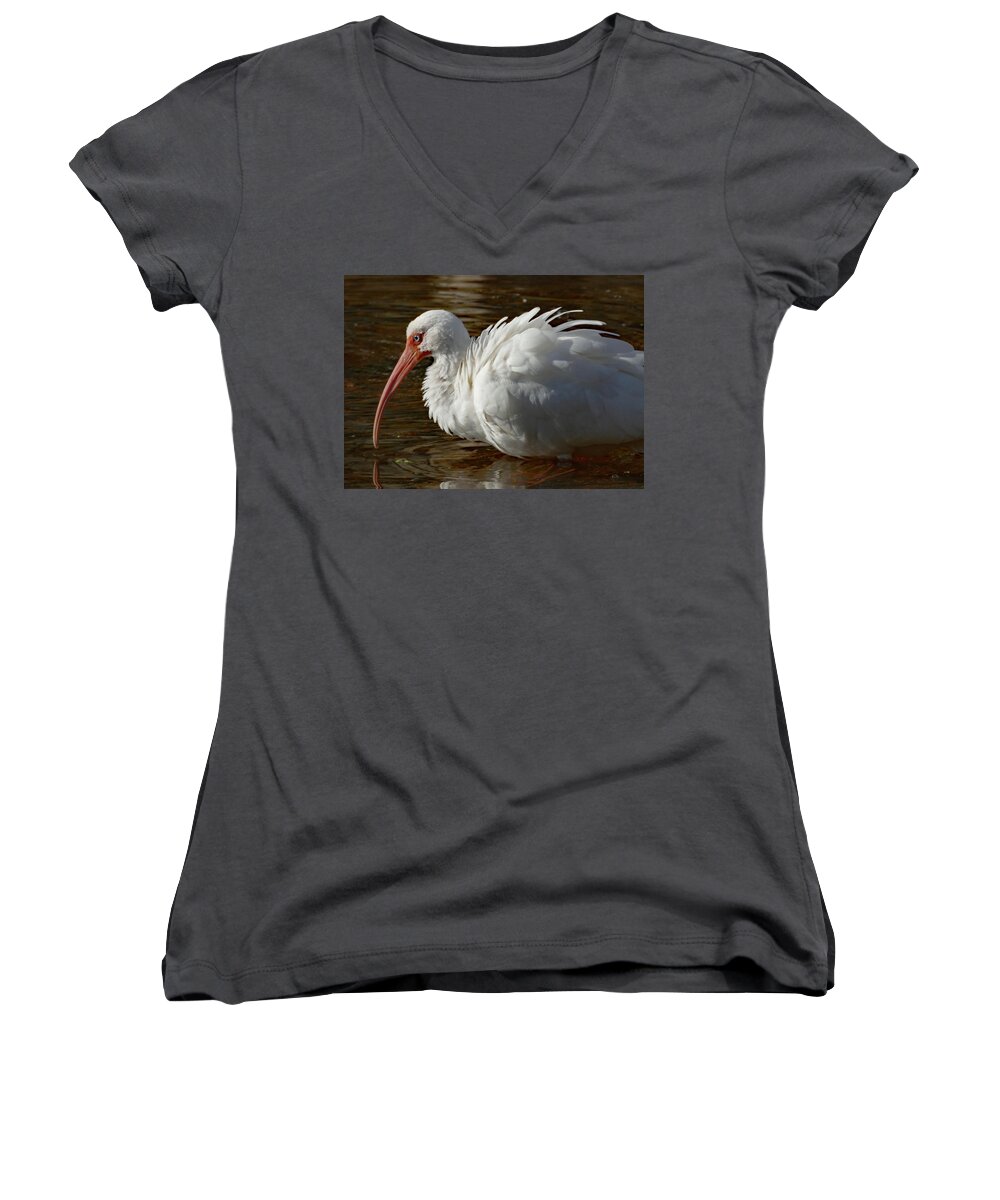 Birds Women's V-Neck featuring the photograph White Ibis with Ruffled Feathers by Margaret Zabor