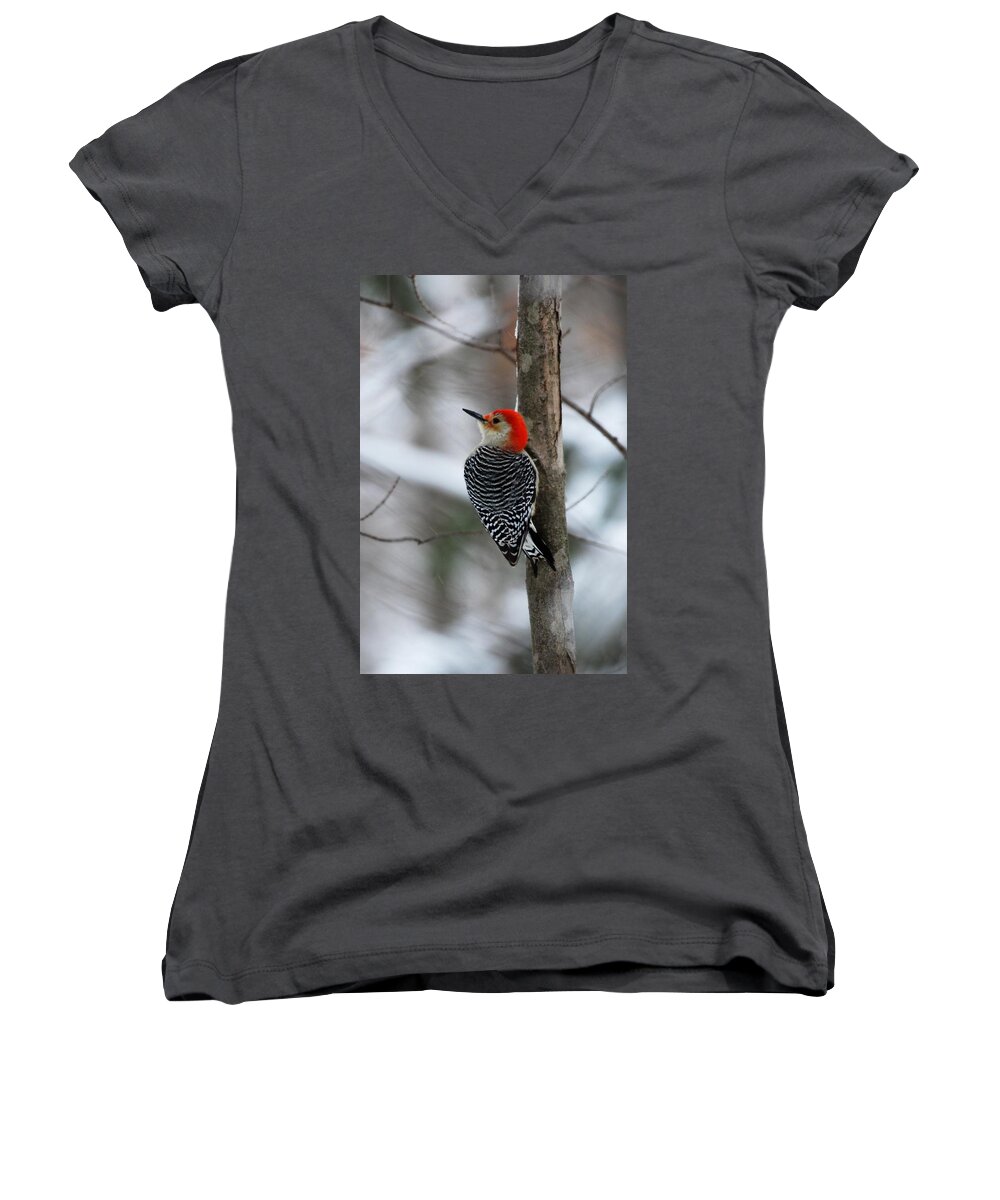 Red Bellied Woodpecker Women's V-Neck featuring the photograph Winter Visitor by Sonja Jones