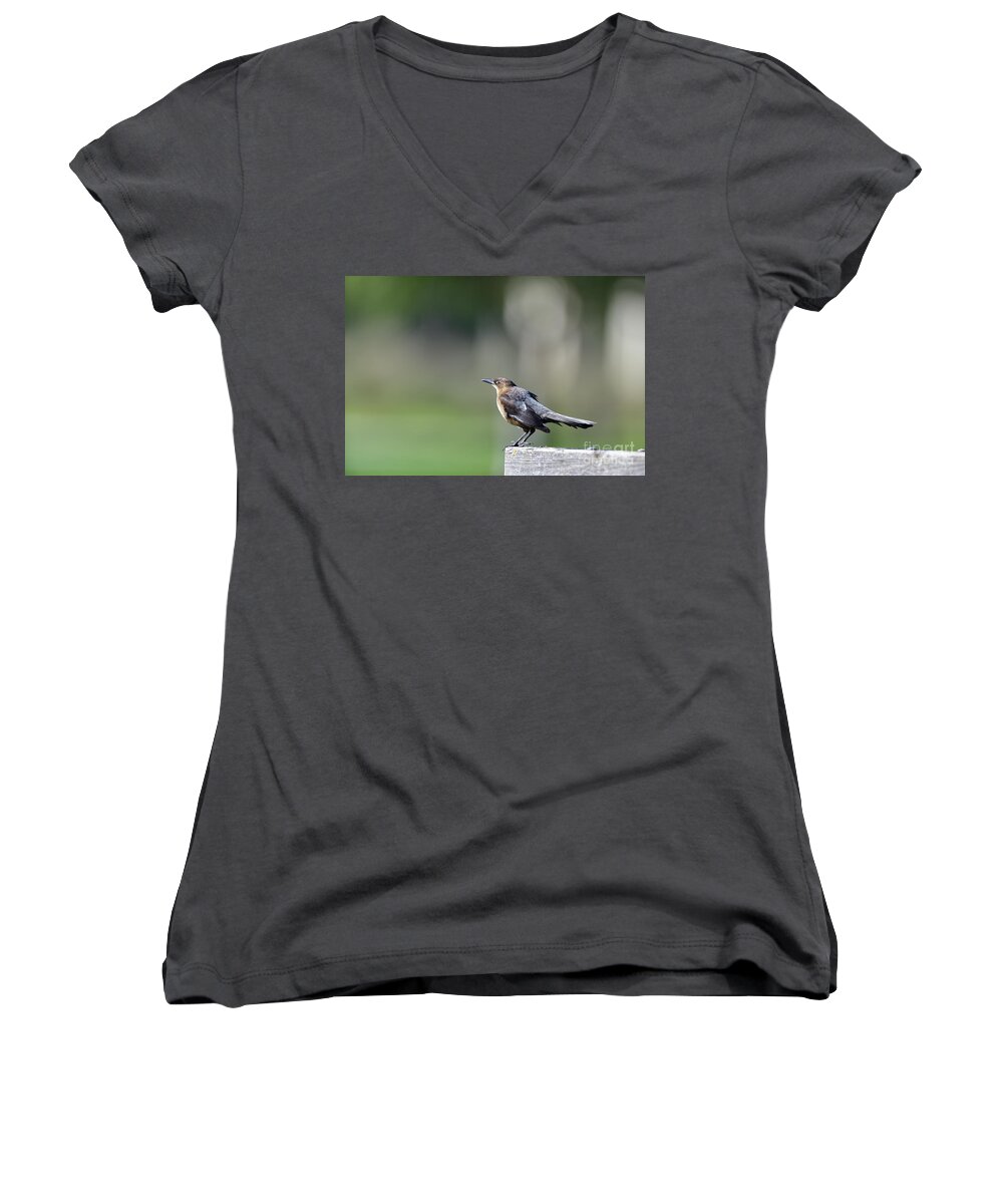 Quiscalus Quiscula Women's V-Neck featuring the photograph Common Grackle by Amazing Action Photo Video