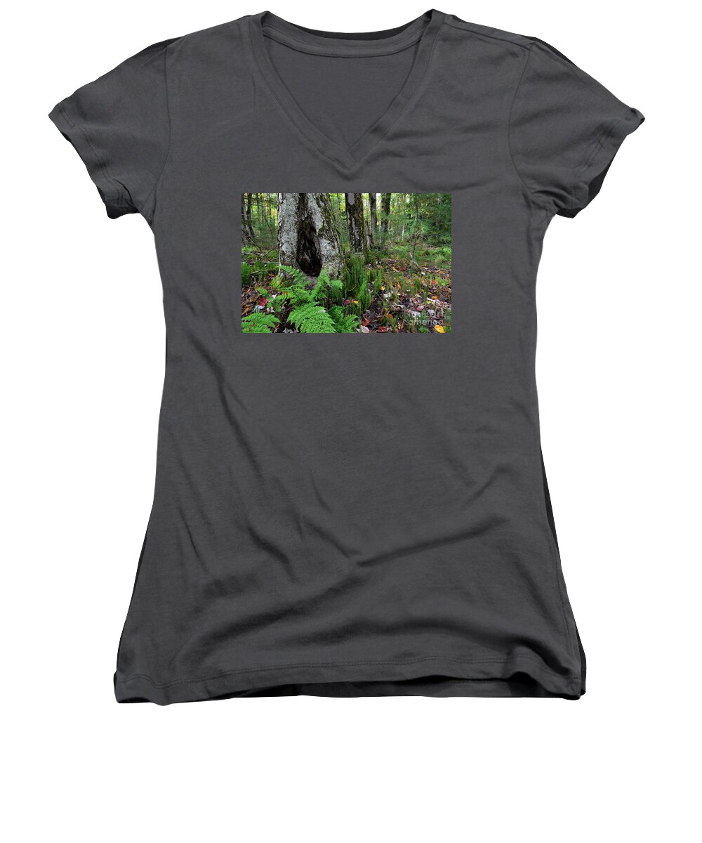 Michigan Women's V-Neck featuring the photograph Enchanted Tree Trunk by Amy Lucid