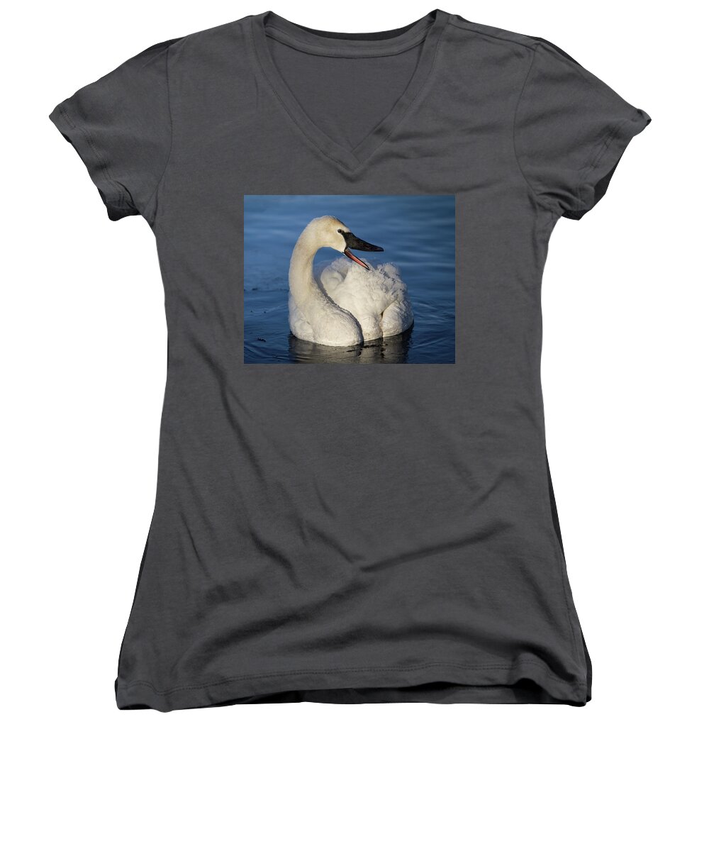 Swan Women's V-Neck featuring the photograph Happy Swan by Patti Deters