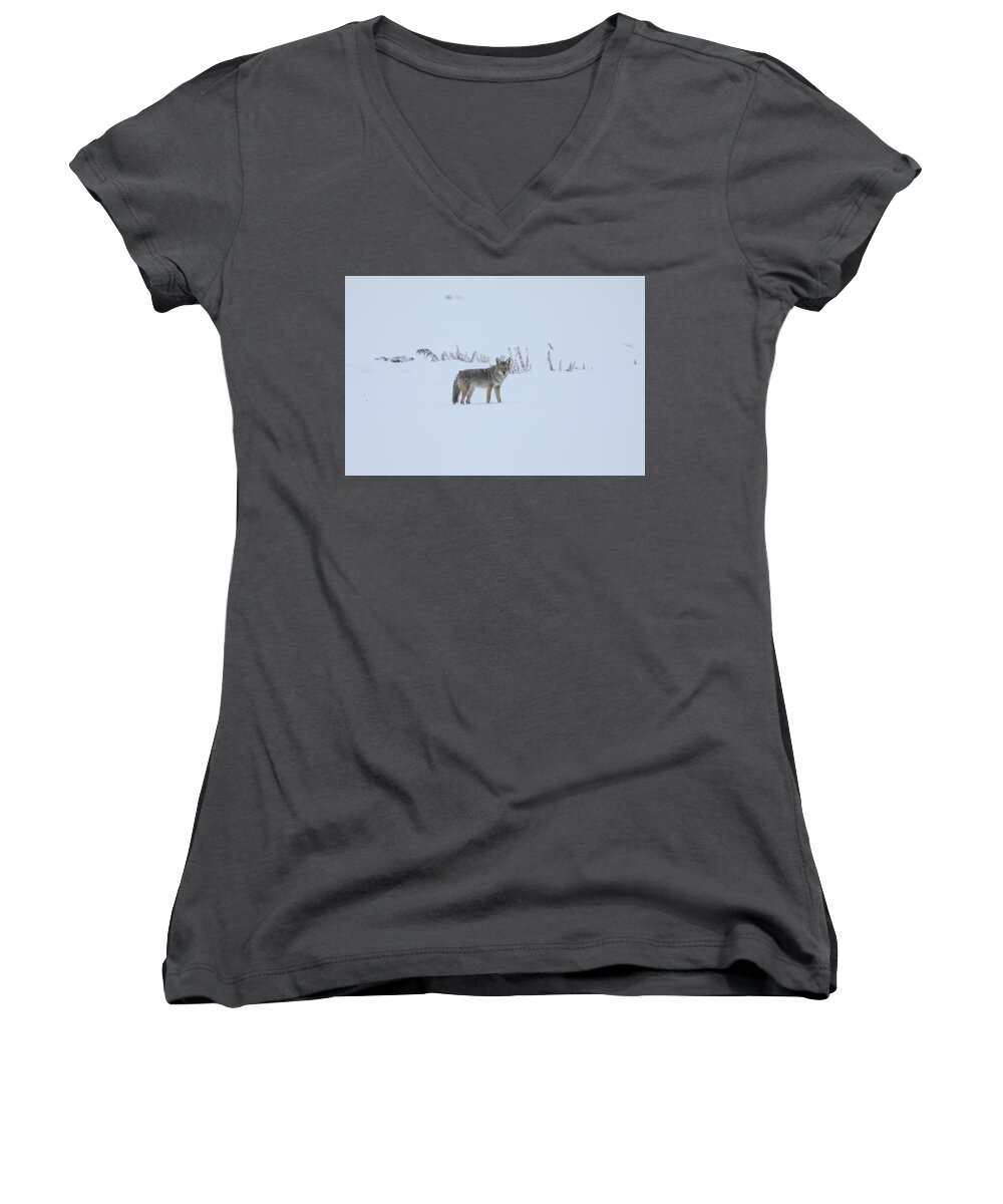 Coyote Women's V-Neck featuring the photograph Lone coyote in the snow by Jeff Swan