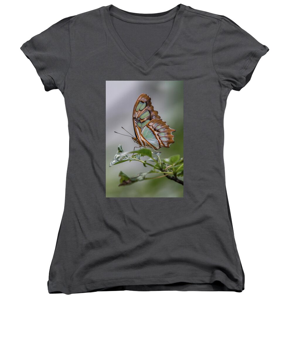 Butterfly Women's V-Neck featuring the photograph Malachite Butterfly Profile by Patti Deters