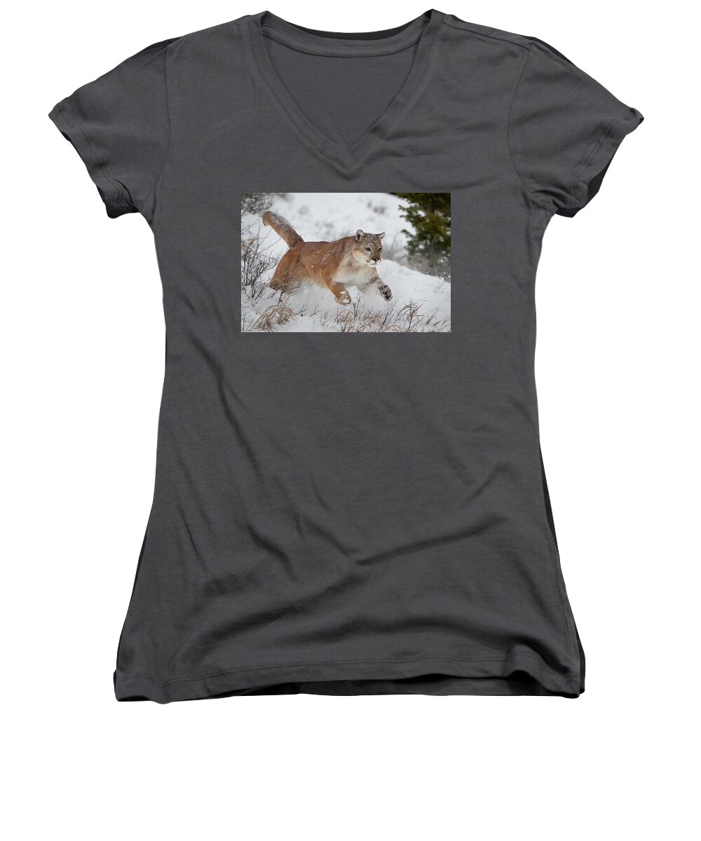 Action Women's V-Neck featuring the photograph Mountain Lion Running in Snow by Jerry Fornarotto