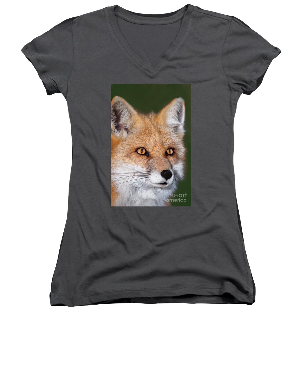 Red Fox Women's V-Neck featuring the photograph Red Fox Portrait Wildlife Rescue by Dave Welling