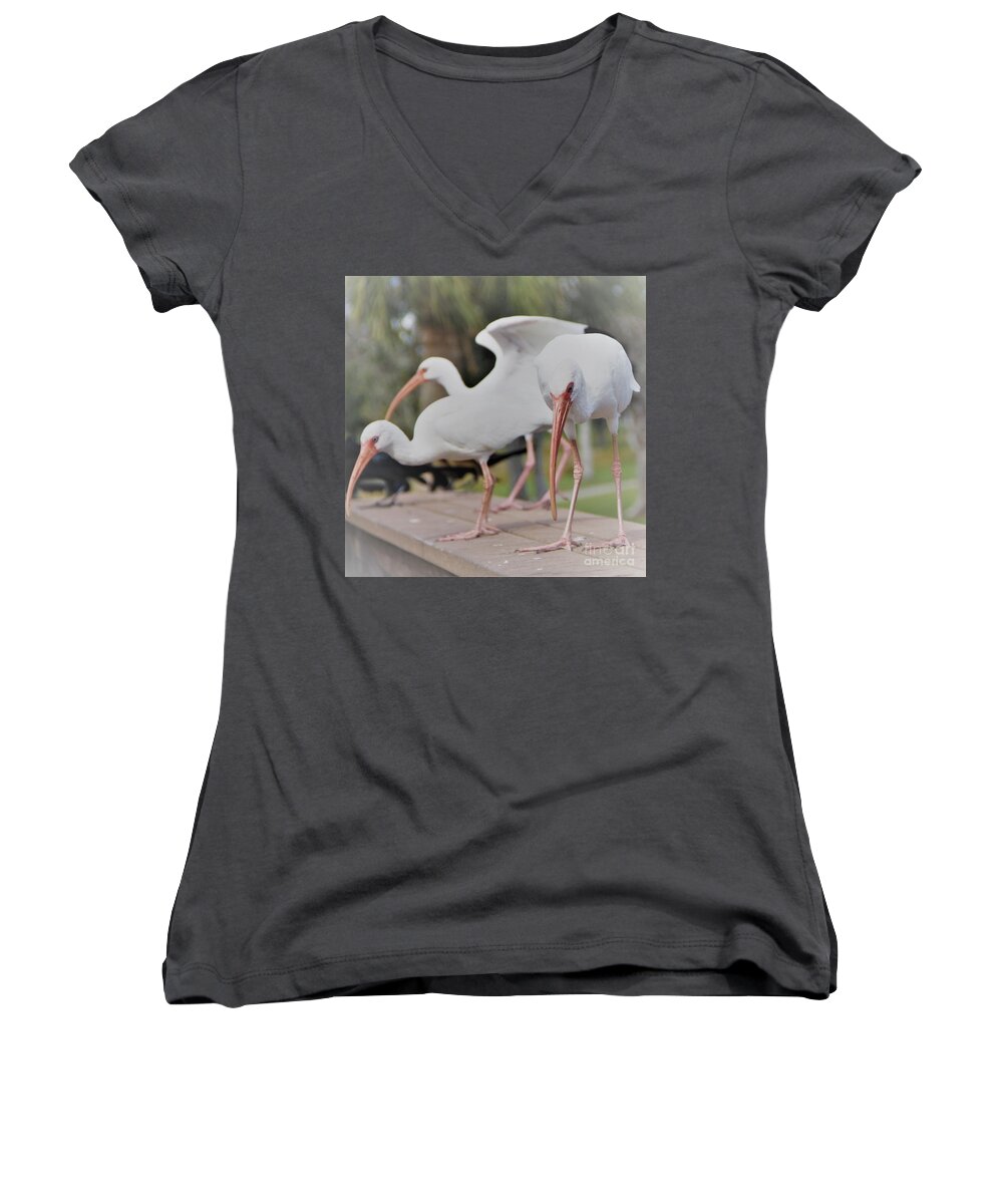 Three Women's V-Neck featuring the photograph Three Contemplating Ibis Birds by Philip And Robbie Bracco