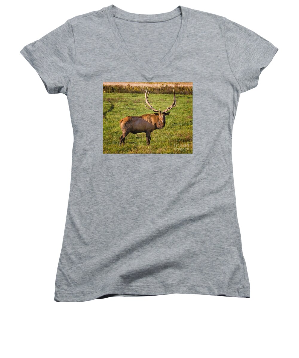 7x7 Women's V-Neck featuring the photograph Bull Elk #1 by Ronald Lutz