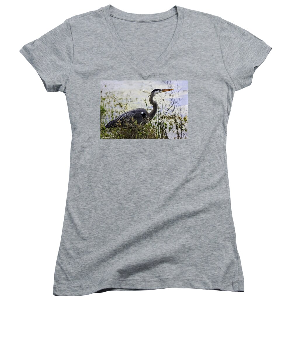 Heron Women's V-Neck featuring the photograph Great Blue Heron #1 by Fran Gallogly